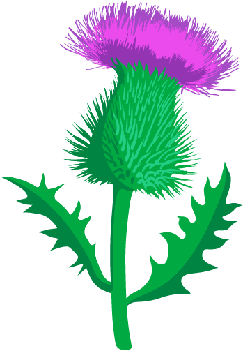 Illustration of a Scottish thistle with green stem and head, with a purple flower.
